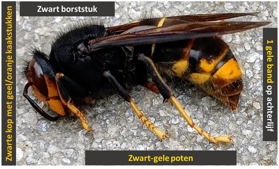 Hoornaar