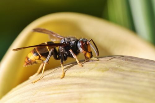Aziatische hoornaar Foto Luc Lariviere