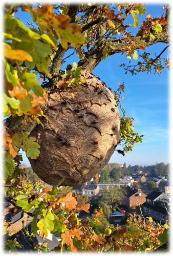Hoornaar nest